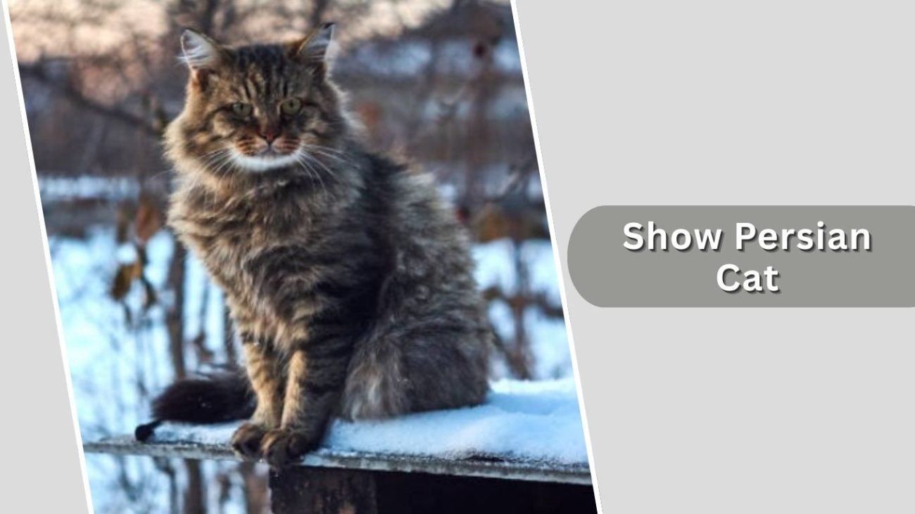 Show Persian Cat