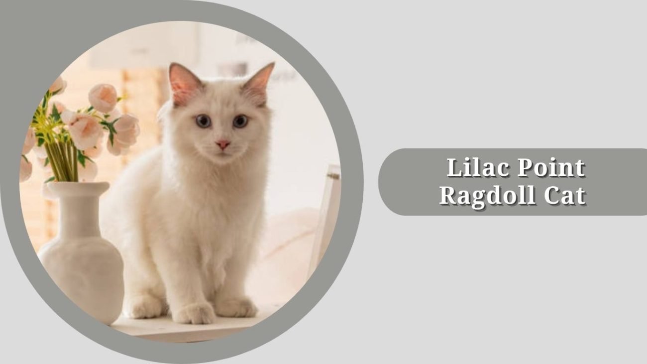 Lilac Point Ragdoll Cat