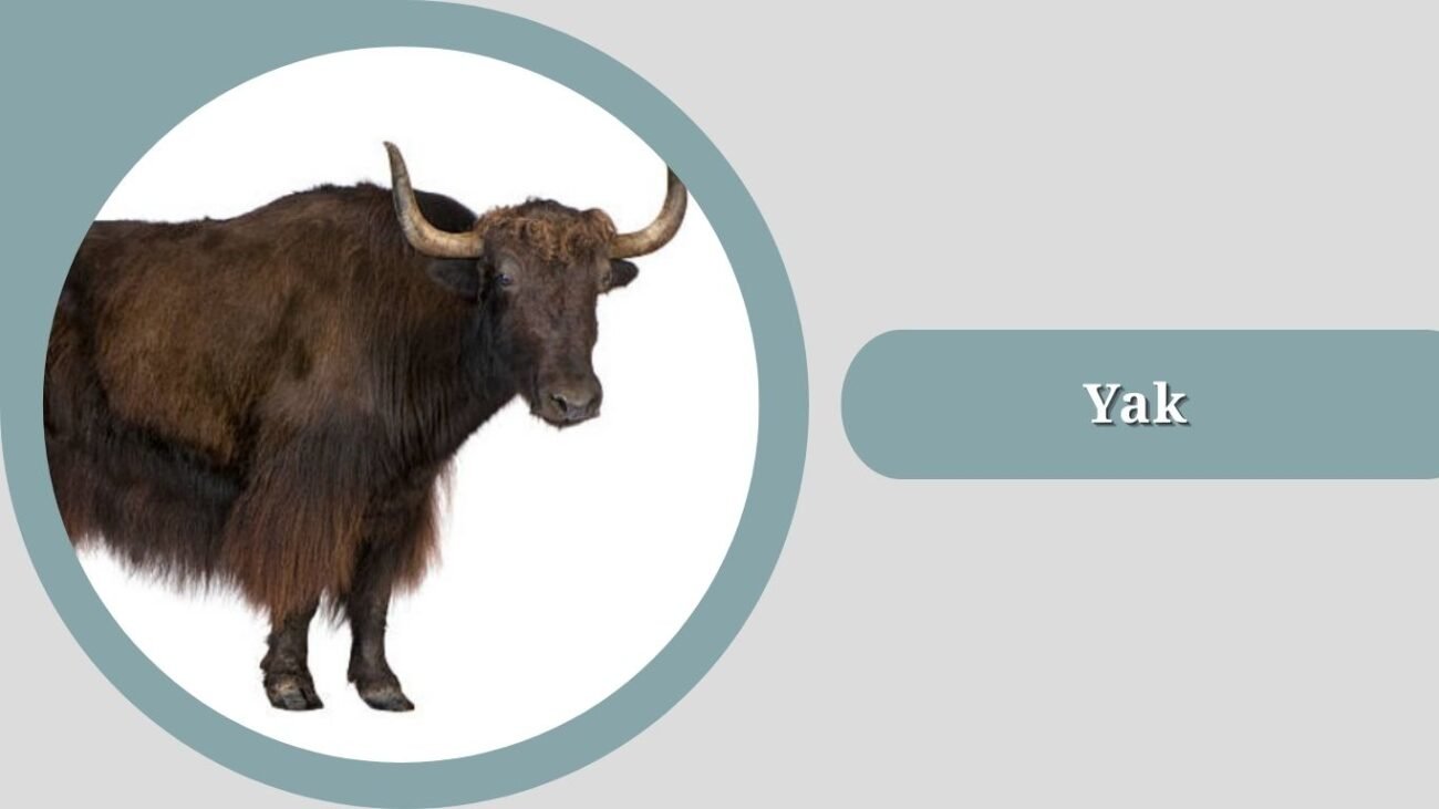 Yak