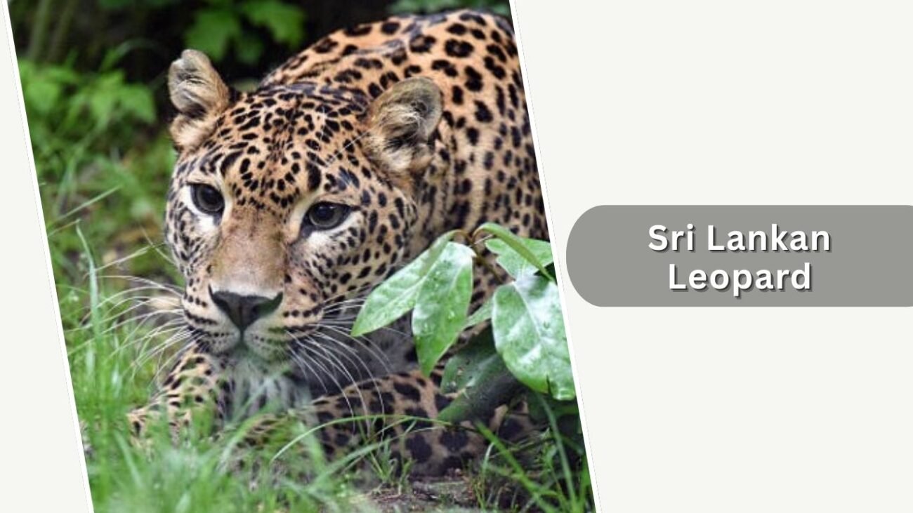 Sri Lankan Leopard
