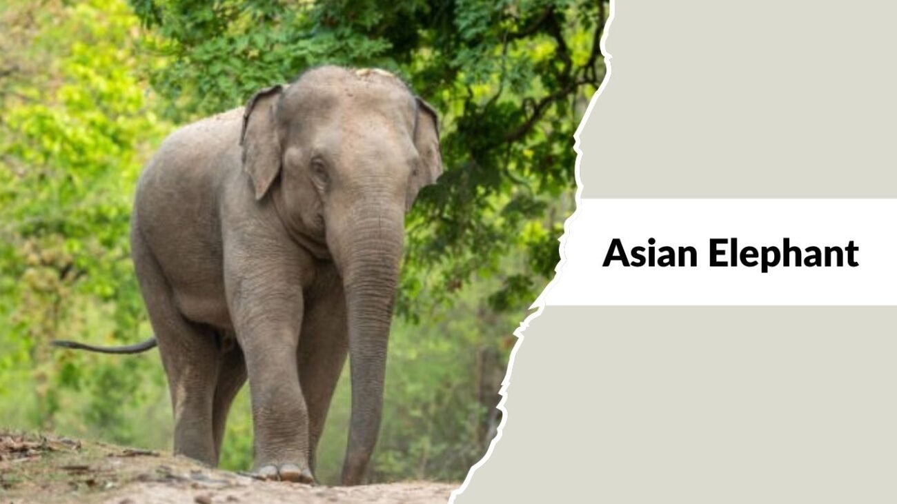 Asian Elephant 