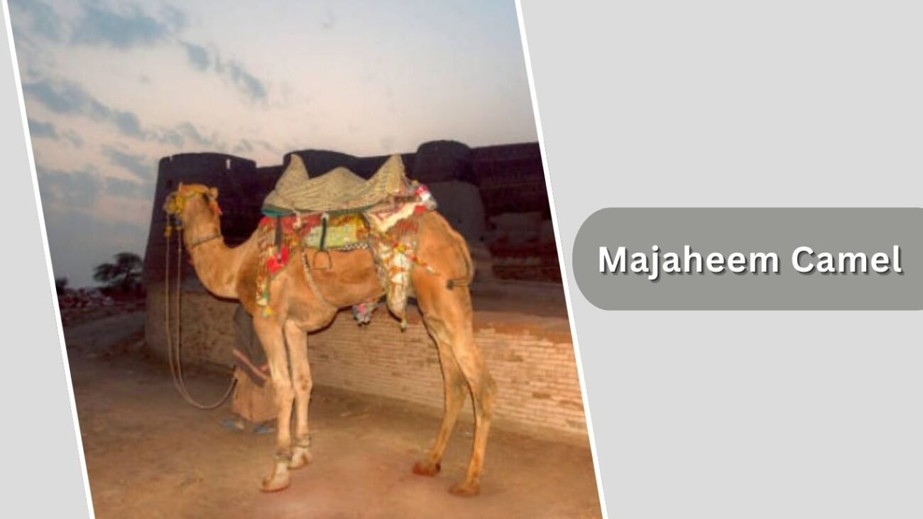 Majaheem Camel