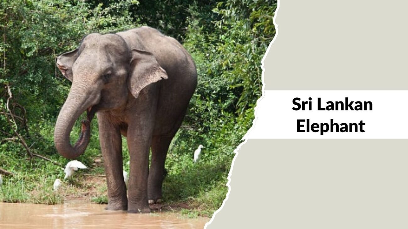 Sri Lankan Elephant