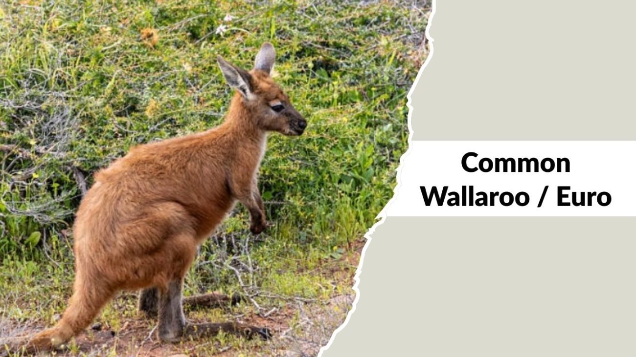 Common Wallaroo / Euro Common Wallaroo / Euro