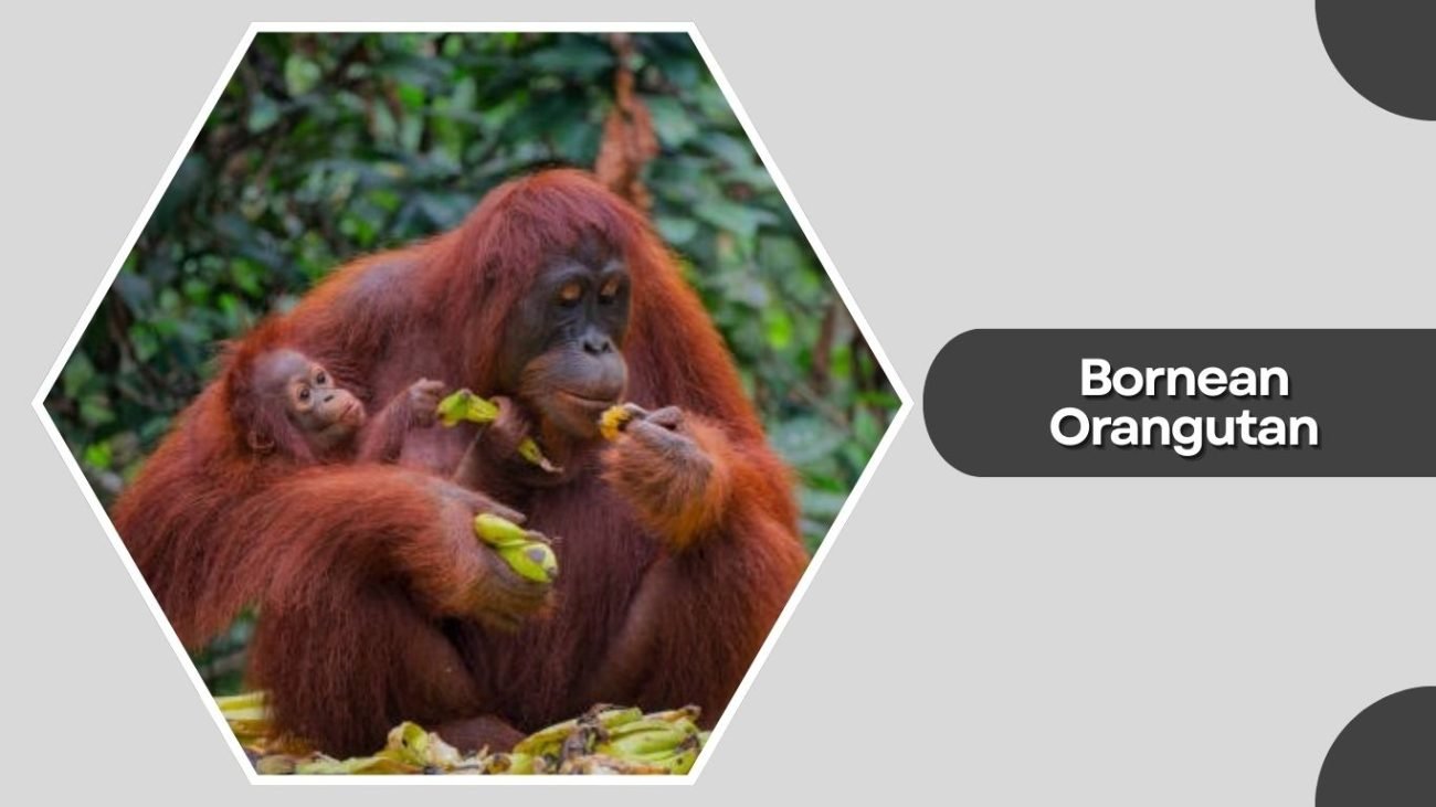  Bornean Orangutan