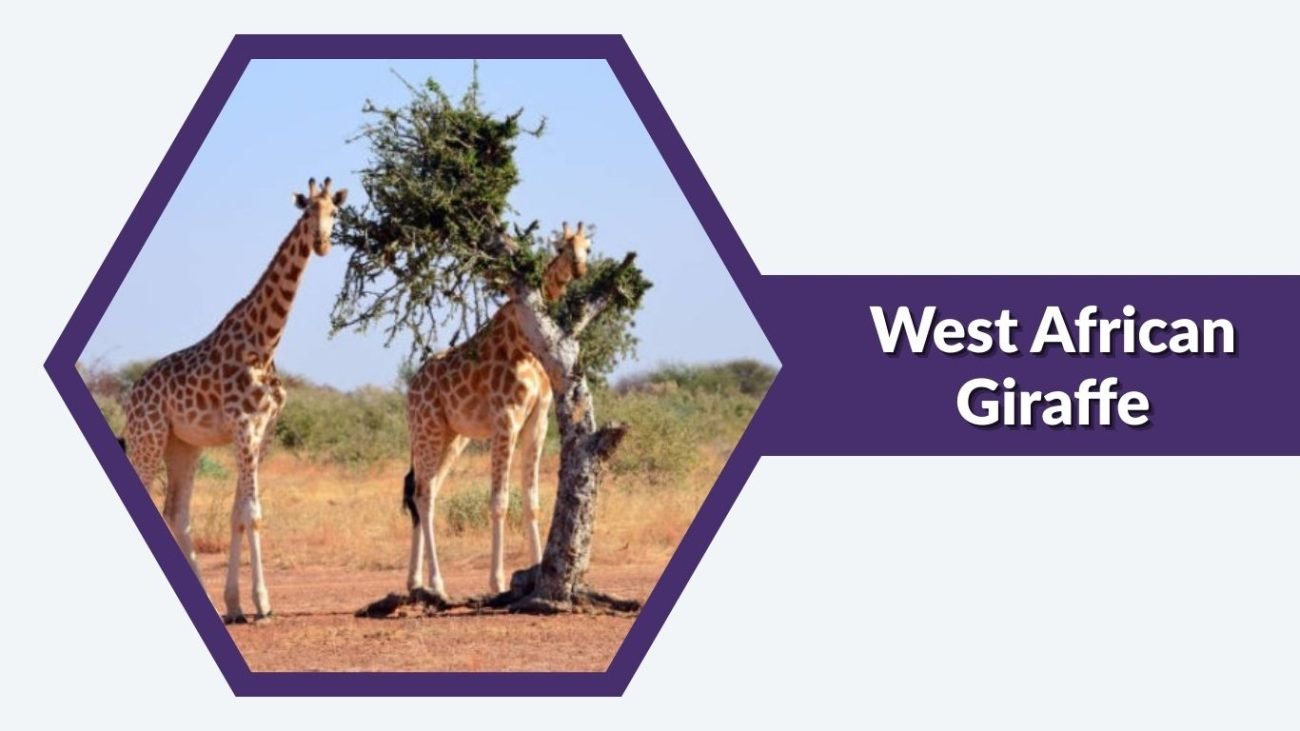West African Giraffe West African Giraffe