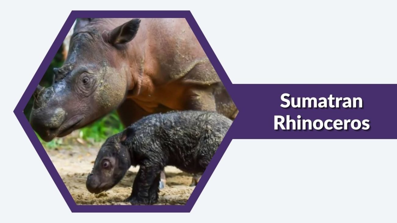 Sumatran Rhinoceros Sumatran Rhinoceros
