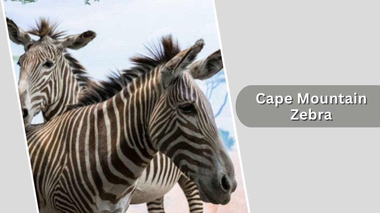 Cape Mountain Zebra Cape Mountain Zebra