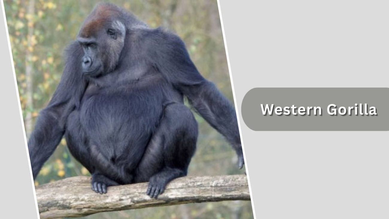 Western Gorilla