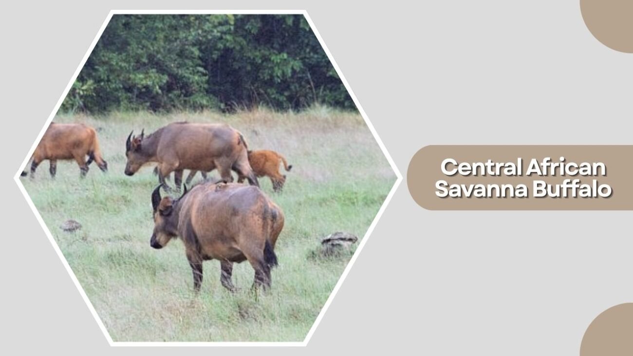 Central African Savanna Buffalo