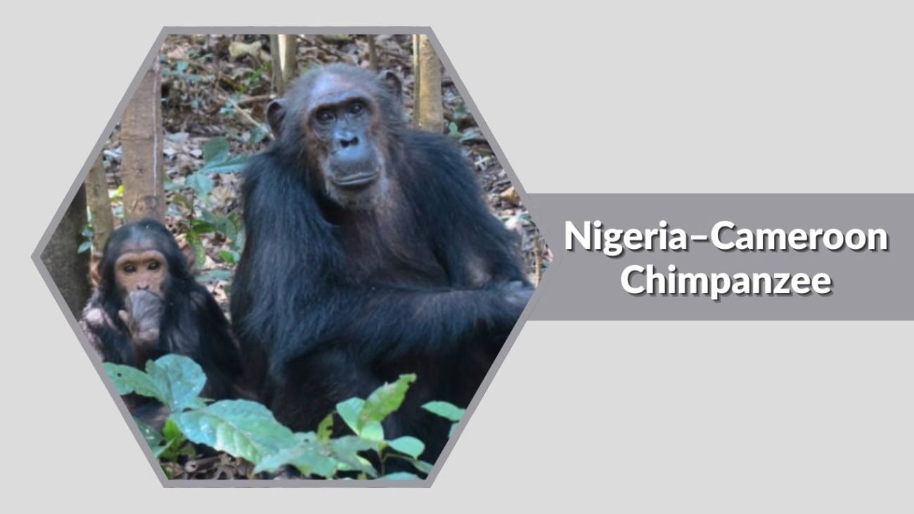 Nigeria–Cameroon Chimpanzee
