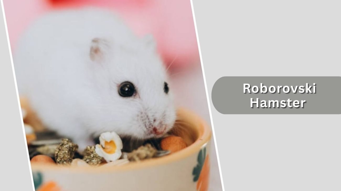 Roborovski Hamster Roborovski Hamster