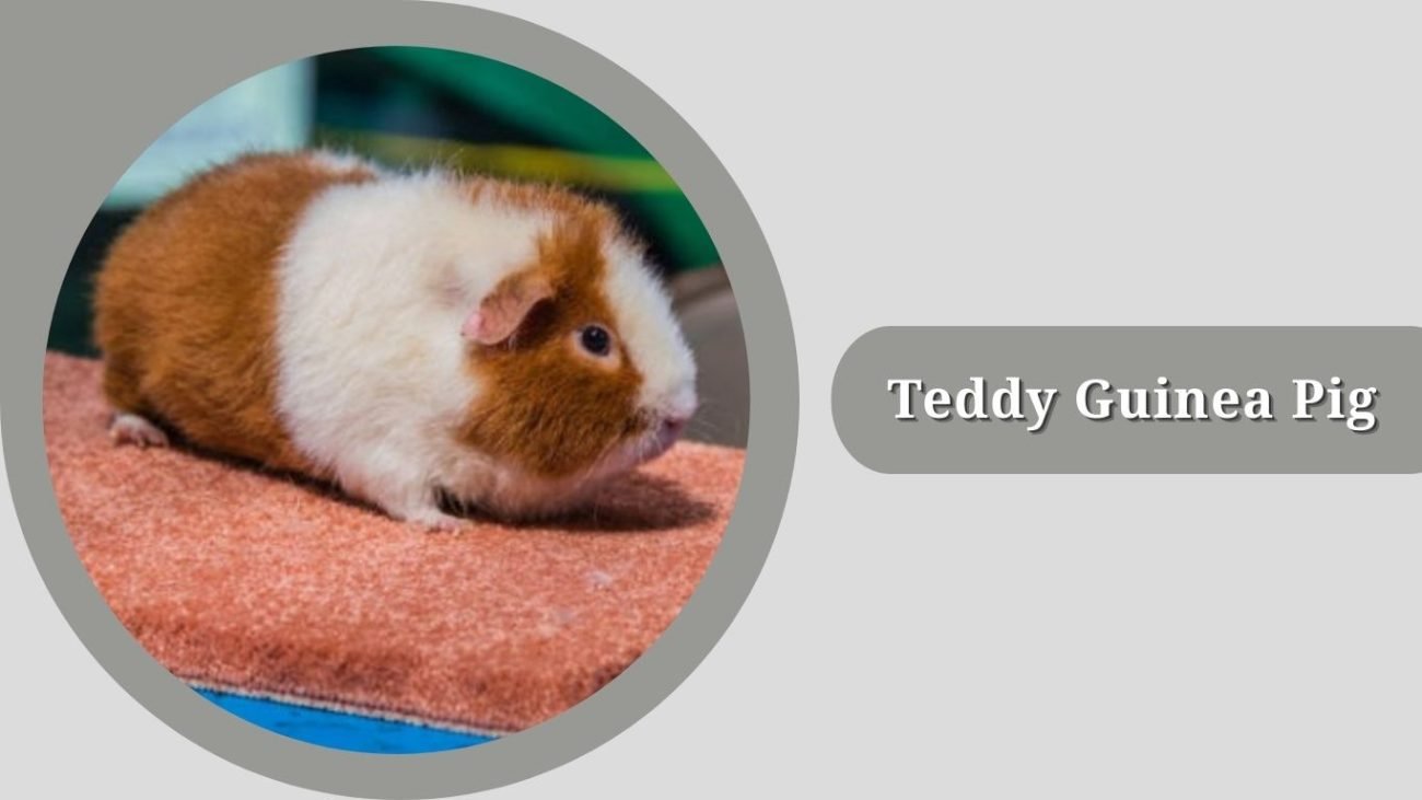 Teddy Guinea Pig Teddy Guinea Pig