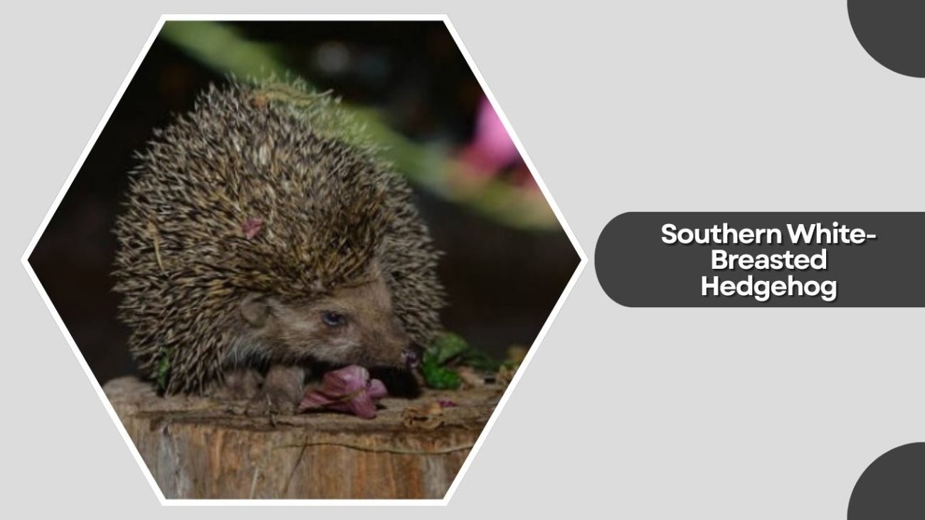 Southern White-Breasted Hedgehog Southern White-Breasted Hedgehog