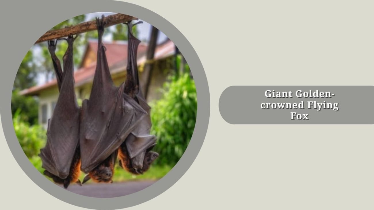 Giant Golden-crowned Flying Fox