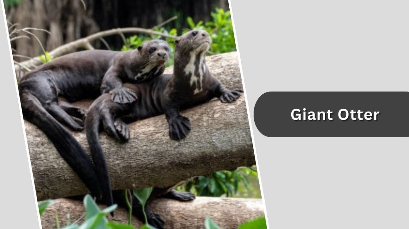 Giant Otter
