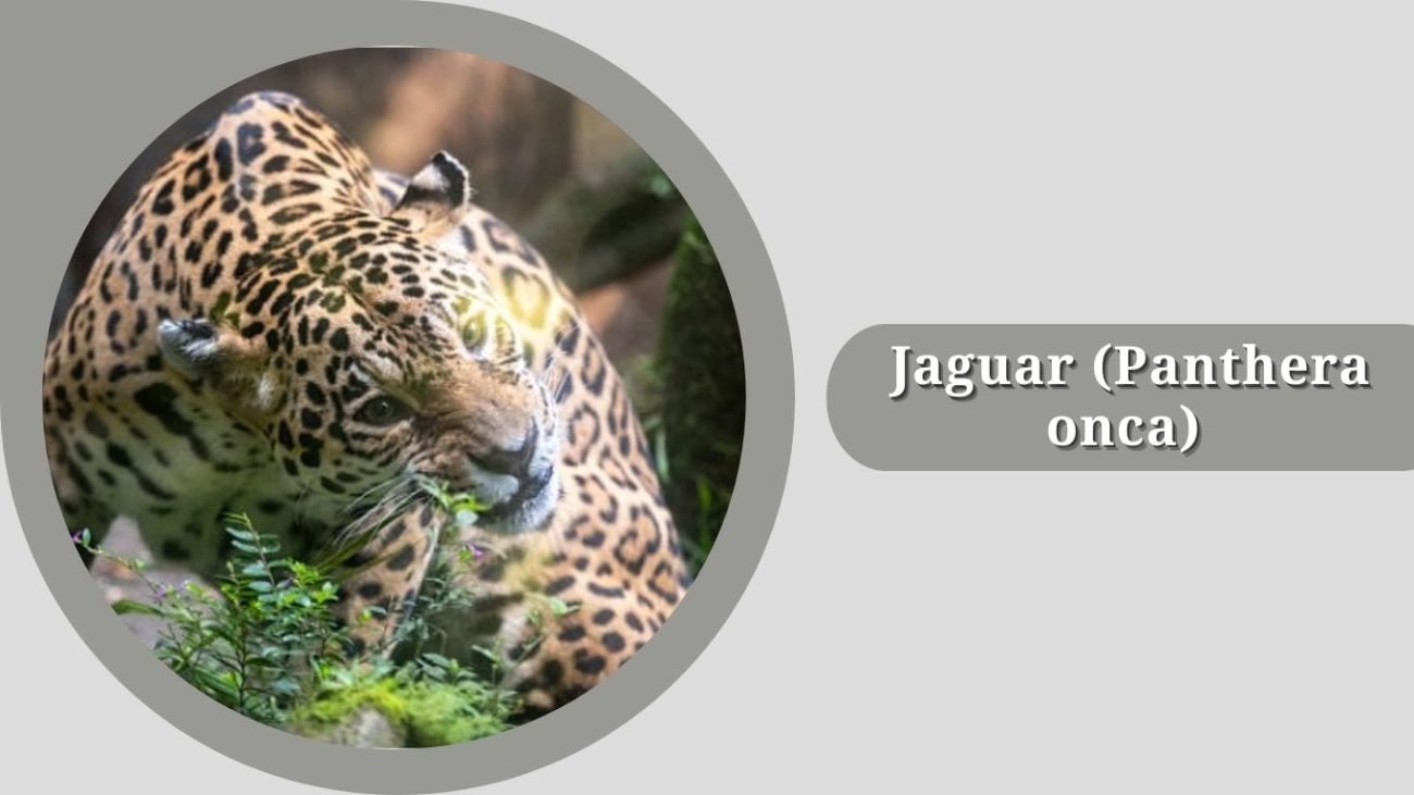 Jaguar (Panthera onca)