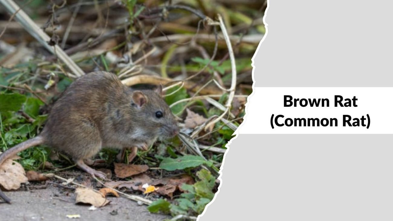 Brown Rat (Common Rat)