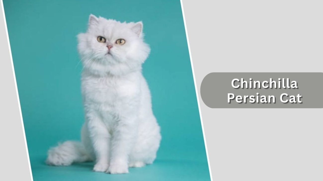 Chinchilla Persian Cat
