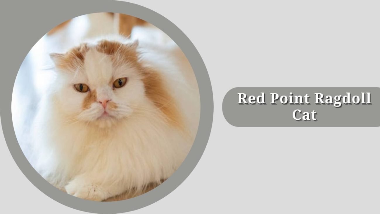 Red Point Ragdoll Cat