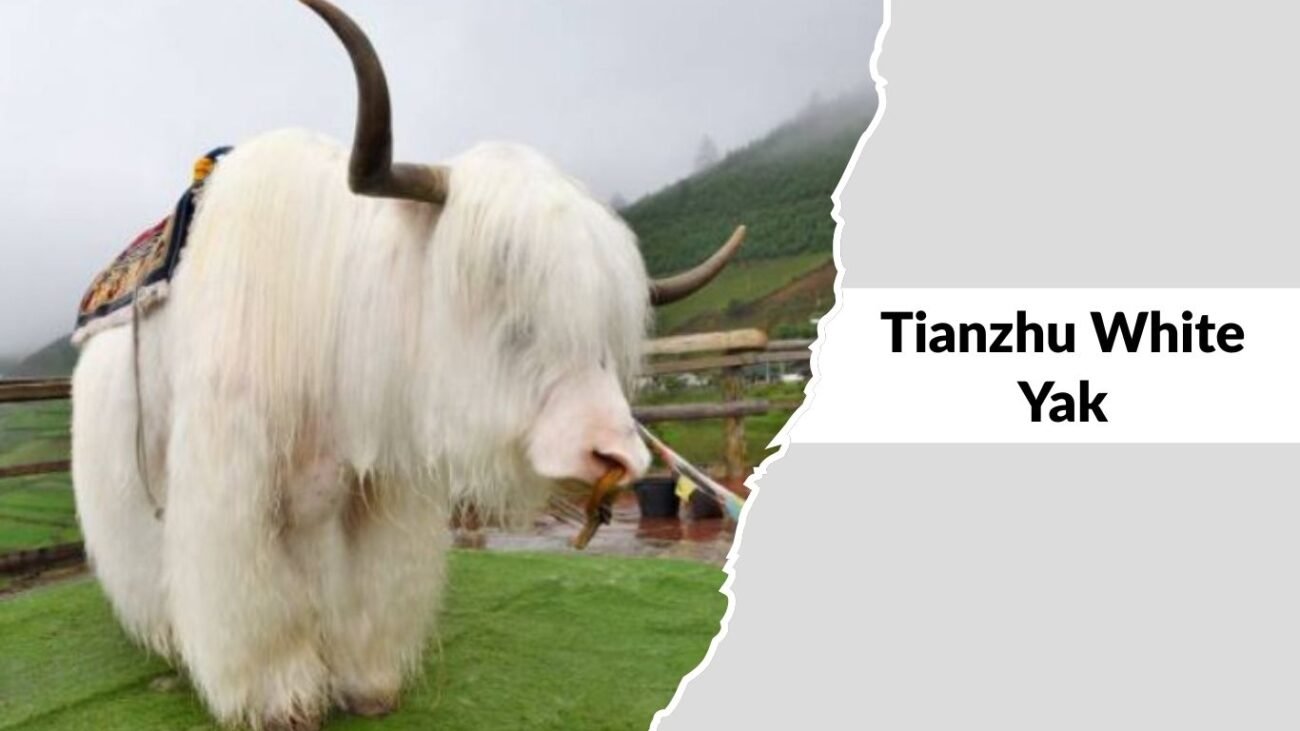 Tianzhu White Yak