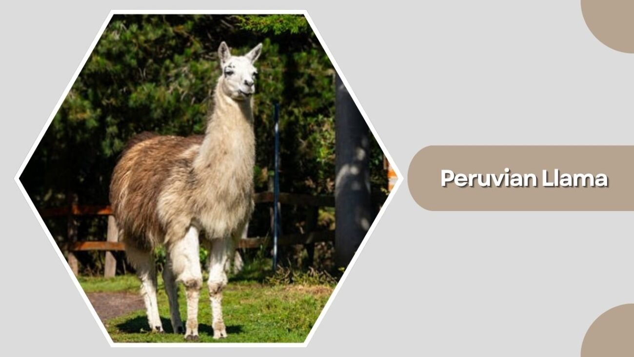 Peruvian Llama
