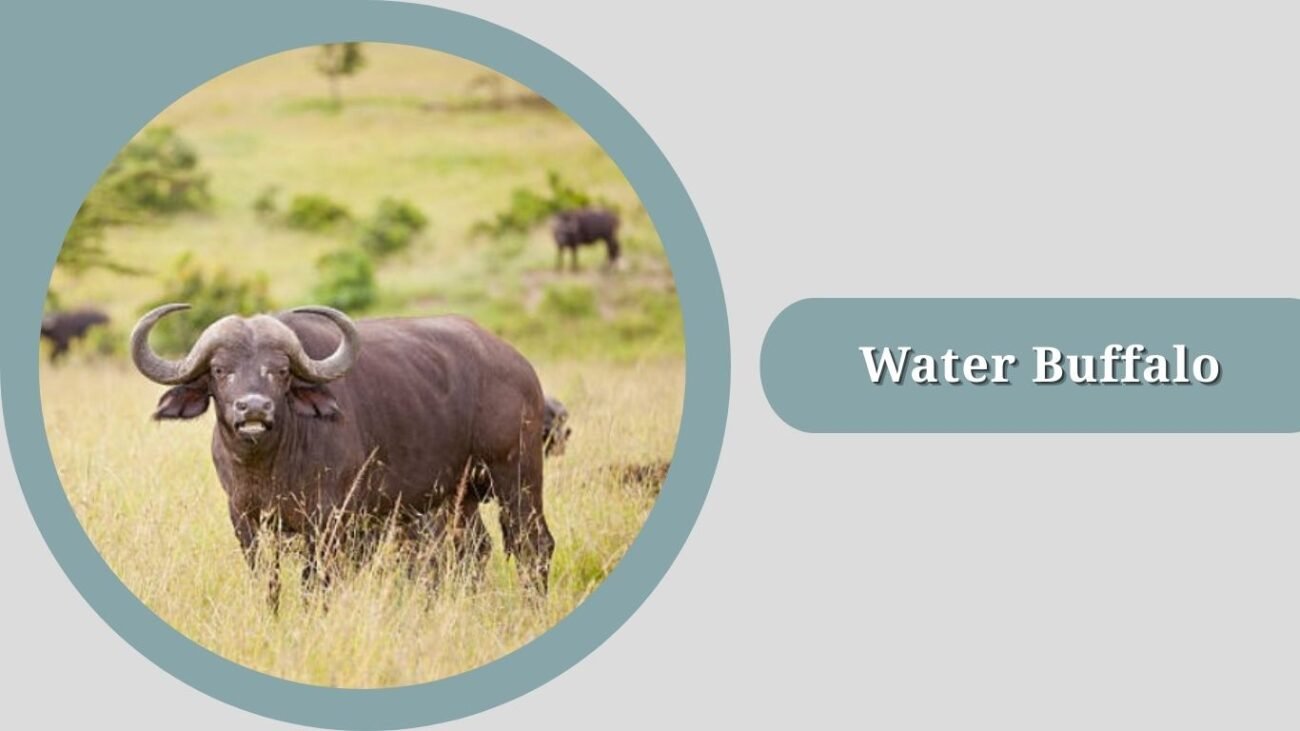 Water Buffalo