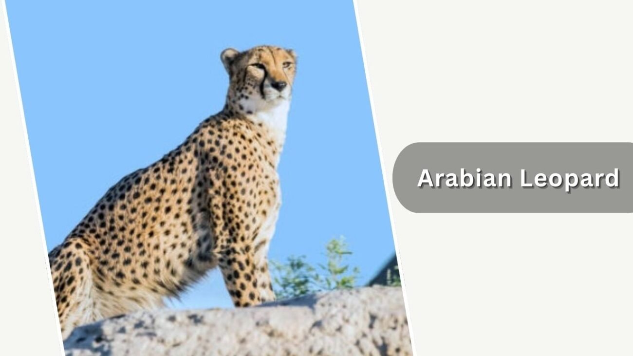 Arabian Leopard