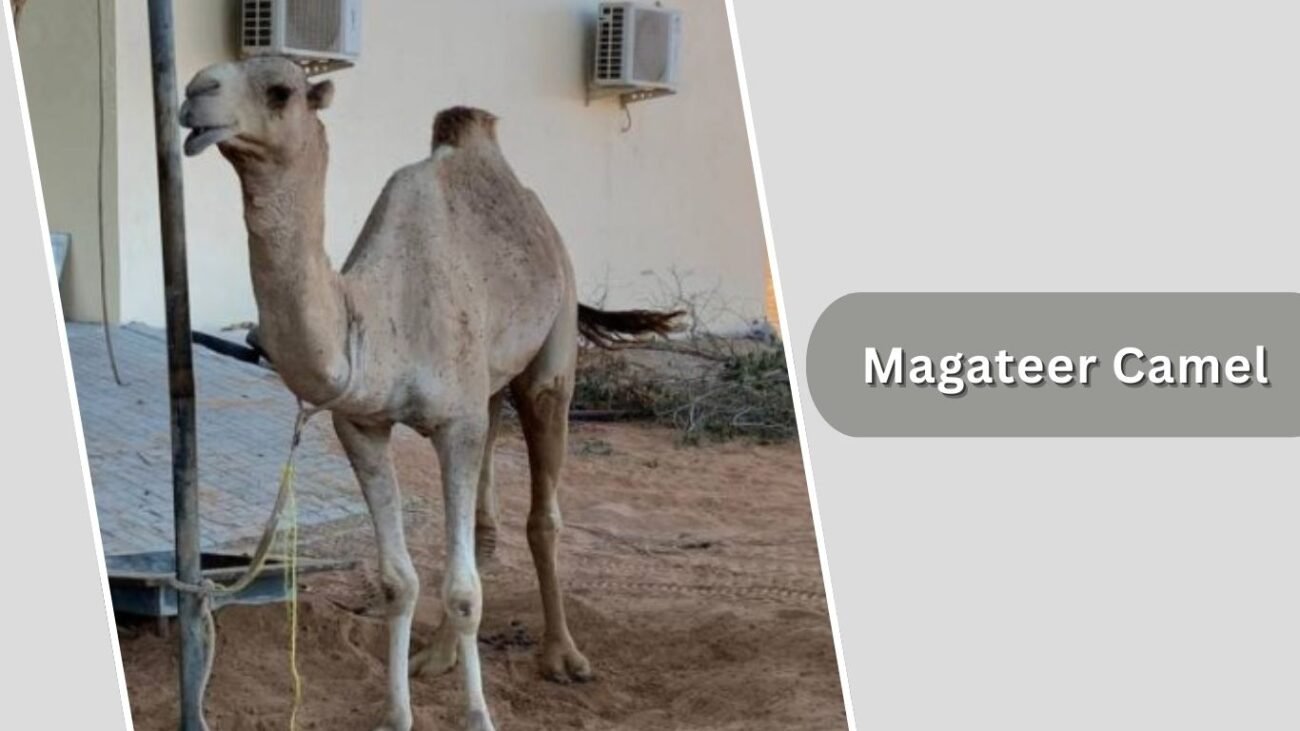 Magateer Camel