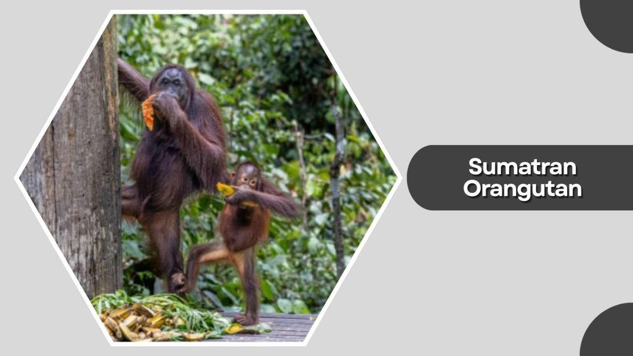 Sumatran Orangutan