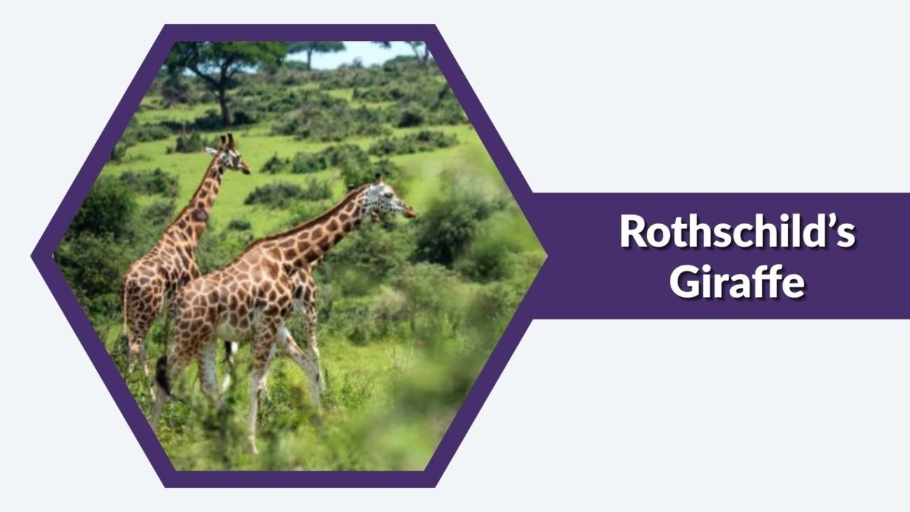 Rothschild’s Giraffe Rothschild’s Giraffe