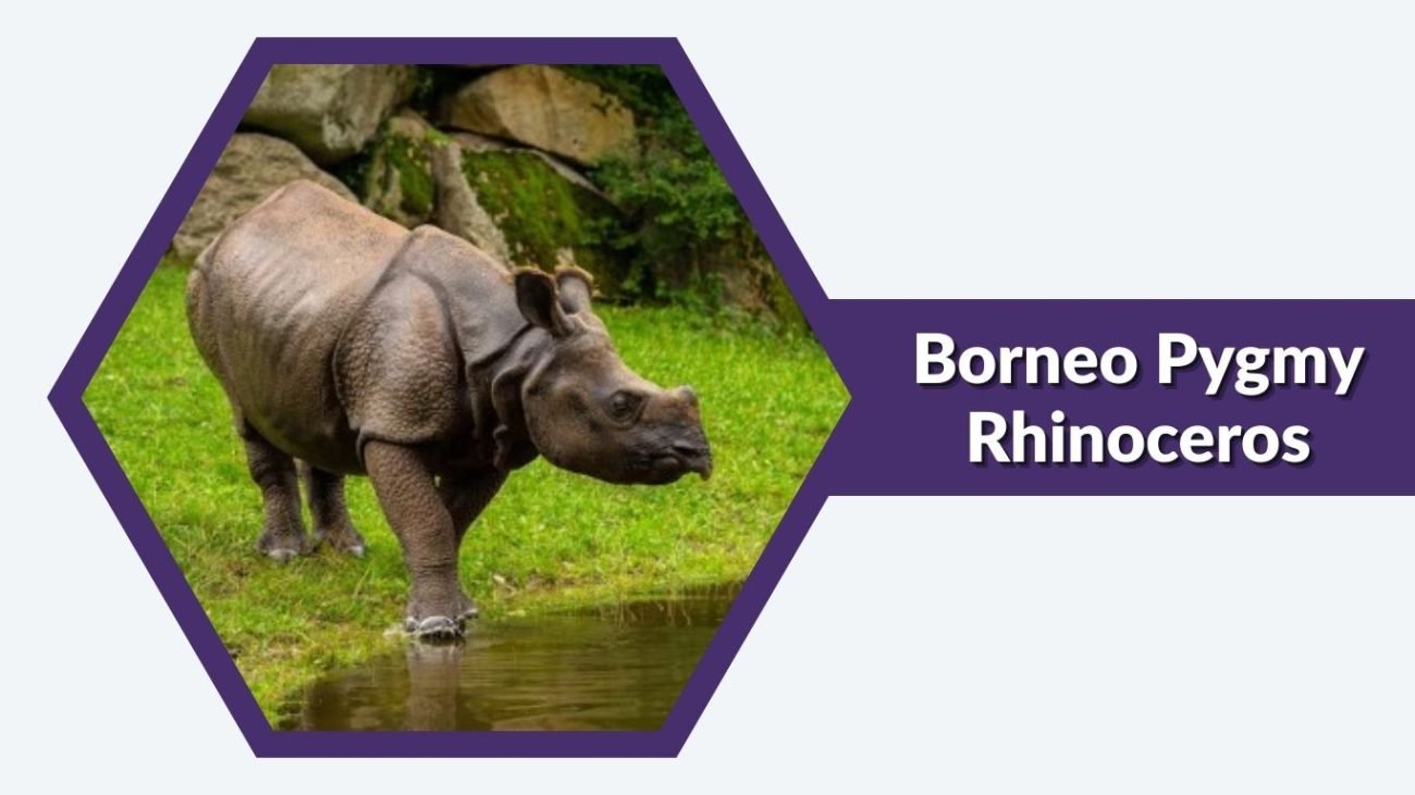 Borneo Pygmy Rhinoceros Borneo Pygmy Rhinoceros