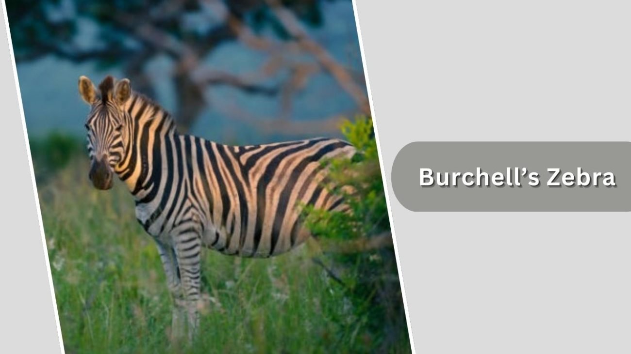 Burchell’s Zebra Burchell’s Zebra