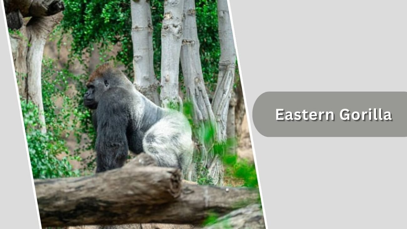 Eastern Gorilla