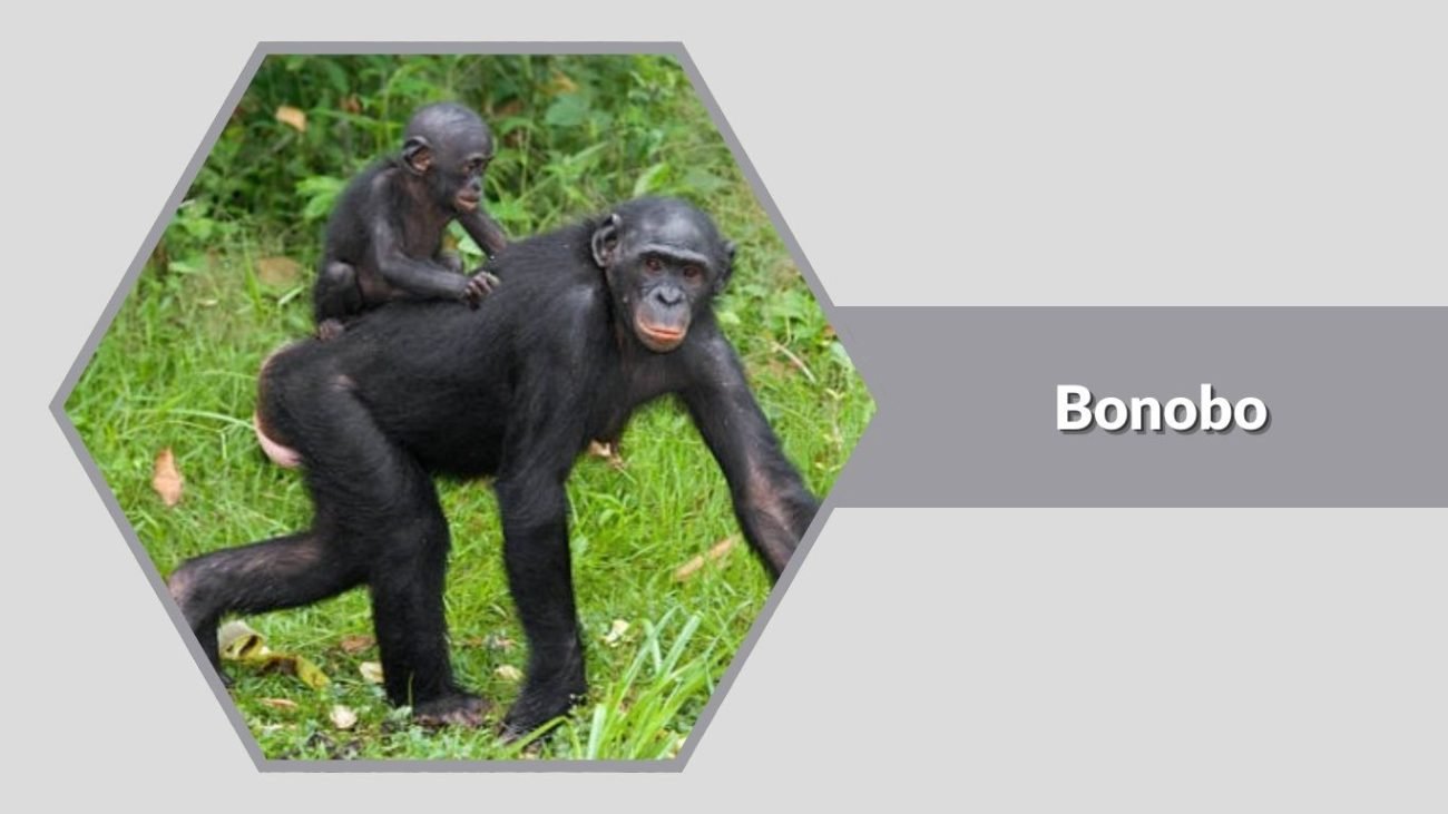  Bonobo