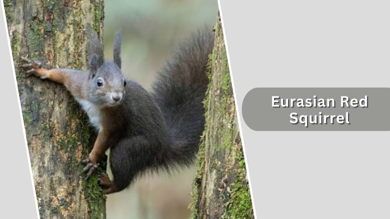 Eurasian Red Squirrel Eurasian Red Squirrel