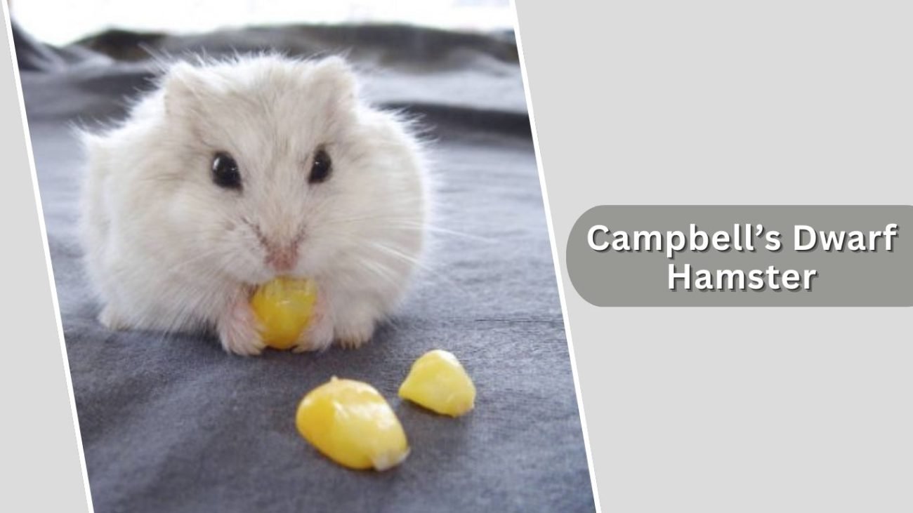 Campbell’s Dwarf Hamster Campbell’s Dwarf Hamster