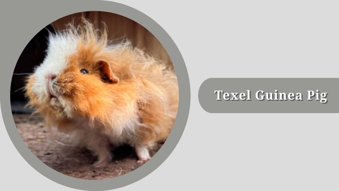 Texel Guinea Pig Texel Guinea Pig
