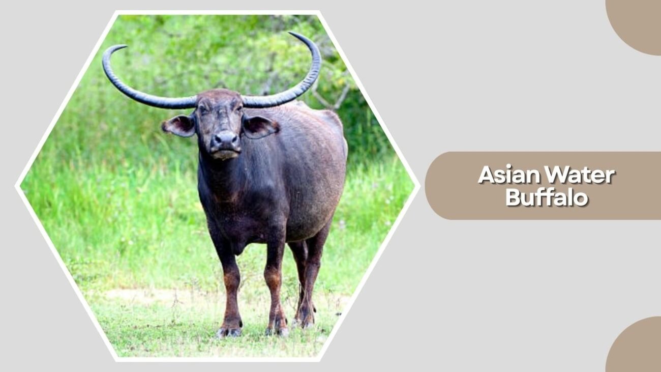Asian Water Buffalo