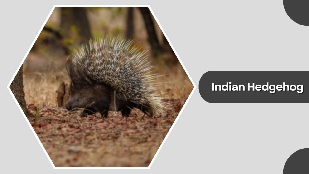 Indian Hedgehog Indian Hedgehog
