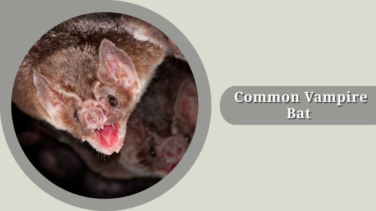 Common Vampire Bat 