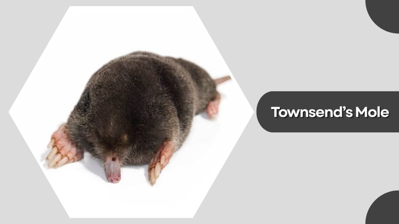 Townsend’s Mole