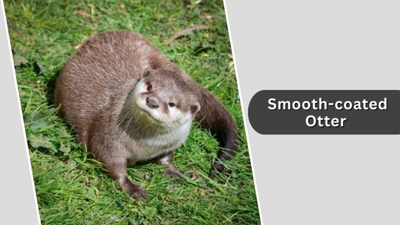 Smooth-coated Otter