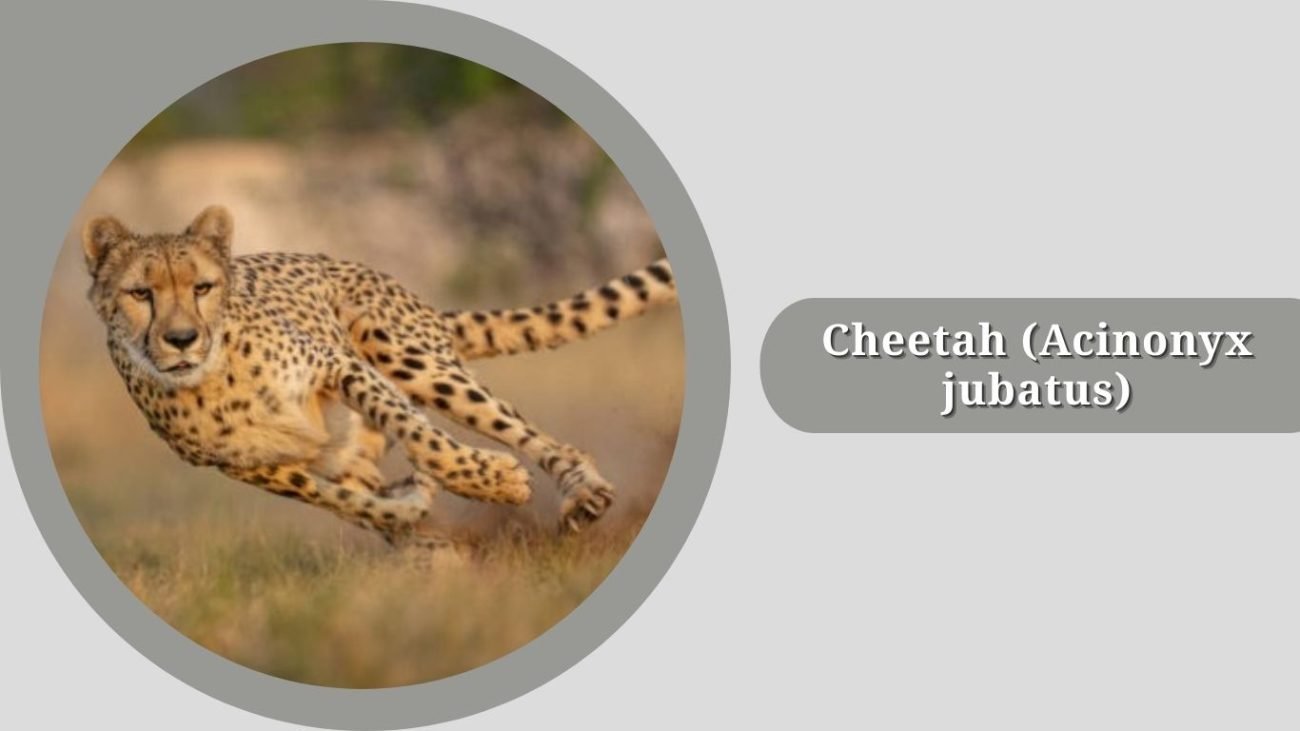 Cheetah (Acinonyx jubatus)