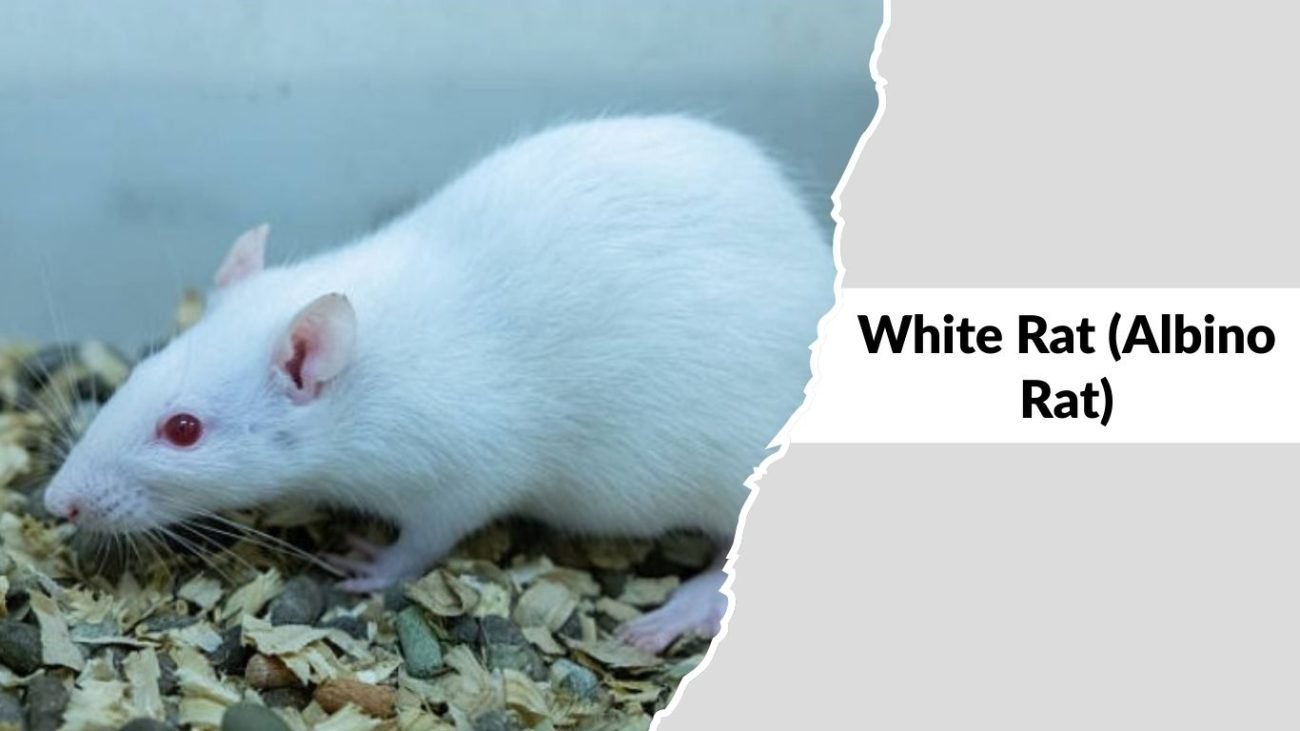 White Rat (Albino Rat)
