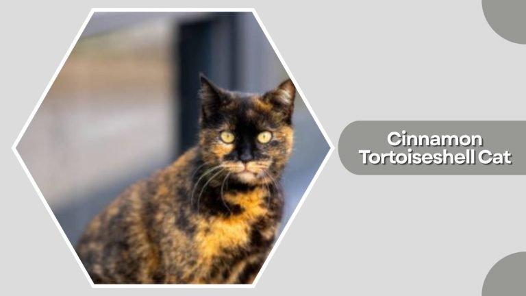 17 Types of Tortoiseshell Cats: All Variations and Color Patterns