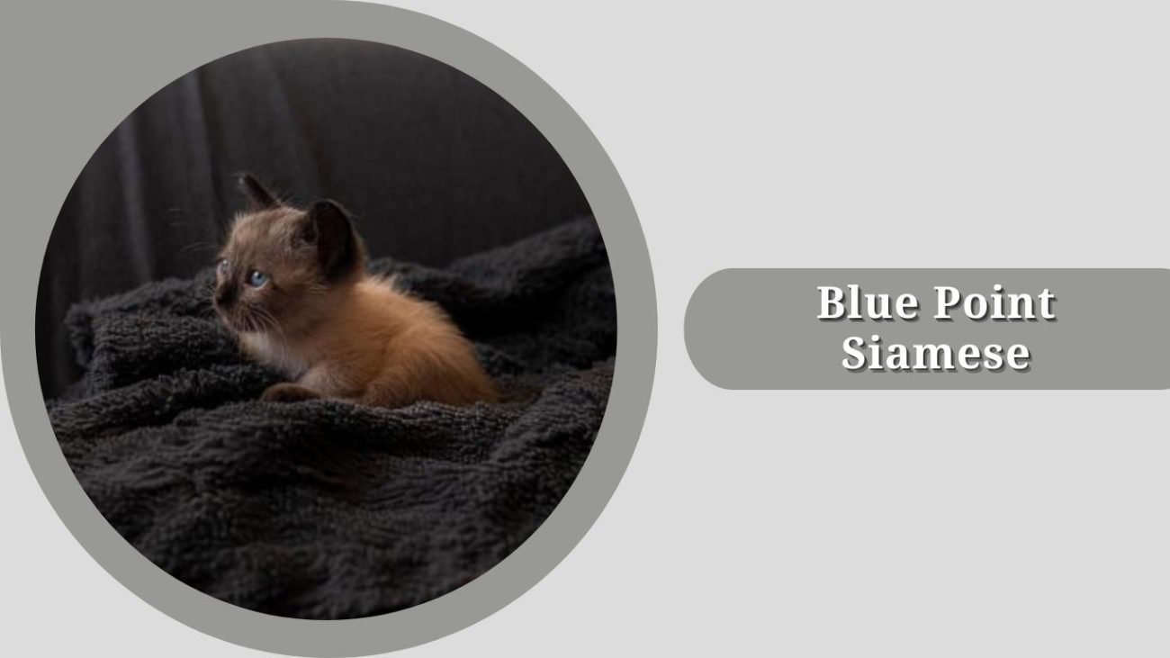 Blue Point Siamese