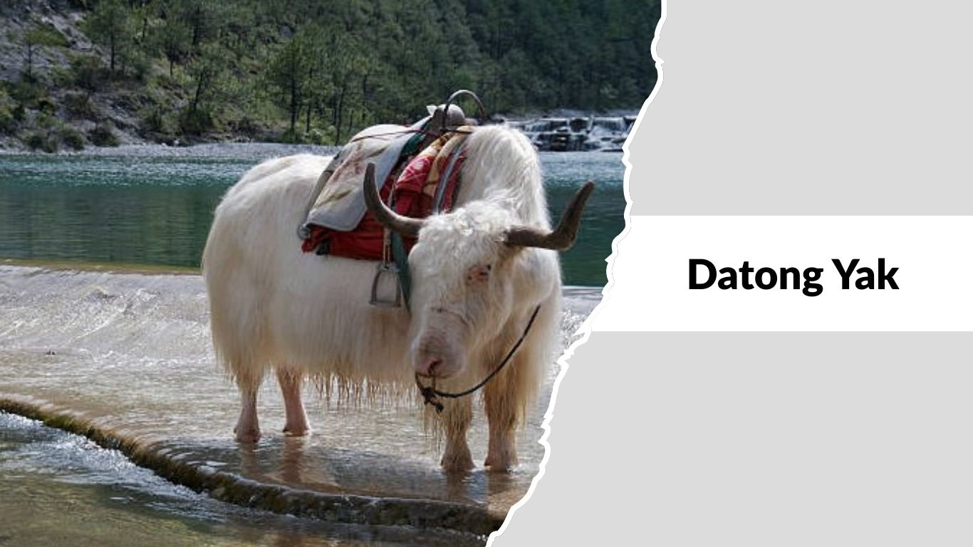 Yakes Types 17 Common Types of Yaks Found Across High-Altitude Regions