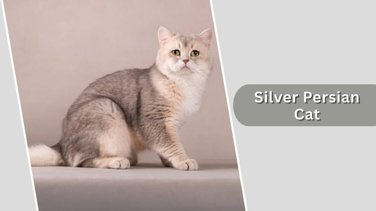 Silver Persian Cat