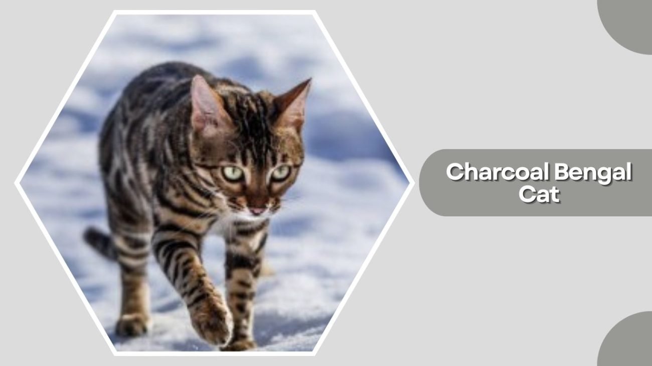 Charcoal Bengal Cat